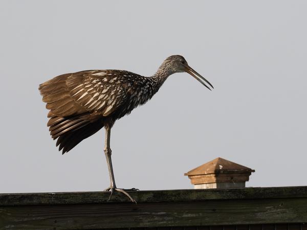 <h3><a href="/trips/orlando/biota/animalia/chordata/aves/023 gruiformes/006 aramidae/aramus guarauna/aramus guarauna-nl.html">Aramus&nbsp;guarauna</a> / Limpkin / Koerlan</h3>OM-1 Mark II met M.300mm F4.0 + MC-14, 1/2000 sec  bij F5.6, ISO 800, afstand 47.4&nbsp;m